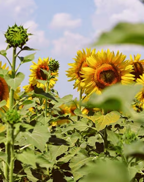 Capture_d_ecran_2024-07-15_a_14 - Mustela Multi-market - 1