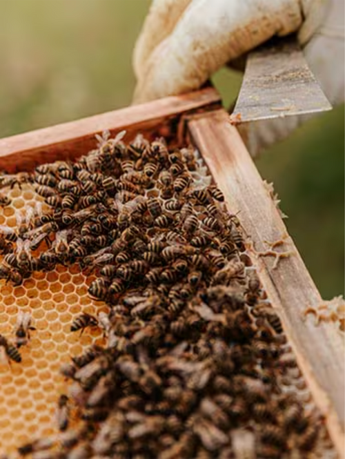 Capture_d_ecran_le_2024-07-12_a_14 - Mustela Multi-market - 1