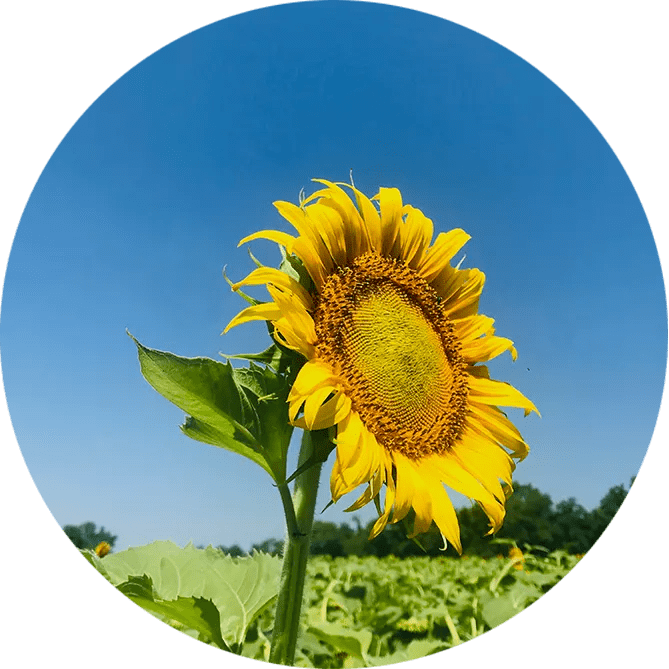 Sunflower 